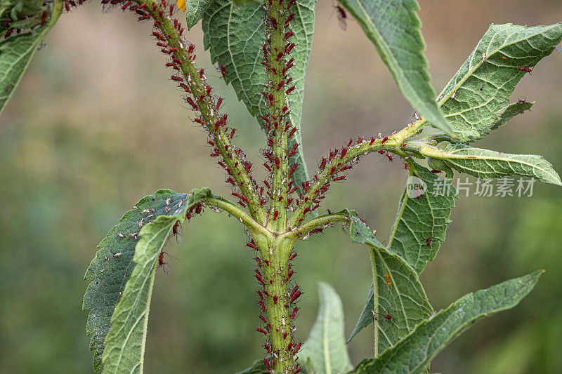 Pucerons，蚜虫，(Uroleucon rudbeckia)，红色蚜虫